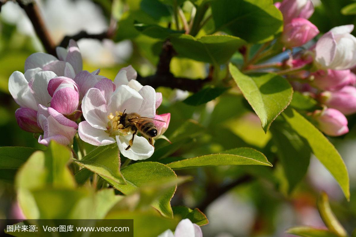 蜜蜂视频苹果版蜜蜂视频免费观看-第2张图片-太平洋在线下载