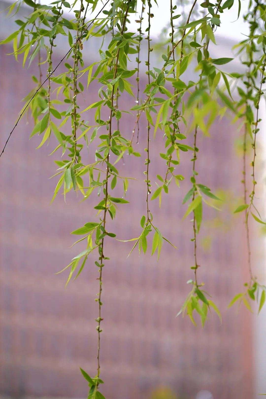 垂柳壁纸苹果版下载苹果手机怎么下载主题桌面主题-第2张图片-太平洋在线下载